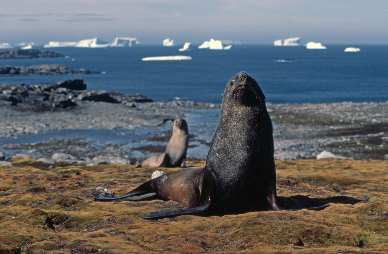 Southern fur seals, Arctocephalus gazella Antarctic fur seal